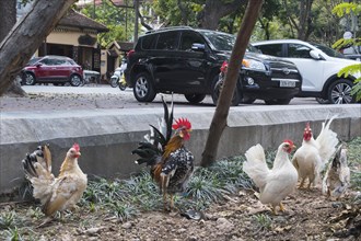 Dwarf chickens in the city centre