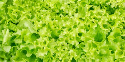 Endive Lettuce Endive Vegetable Background From Above Healthy Food Panorama