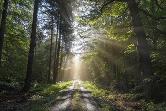 Forest road with sun and sunbeams in the morning