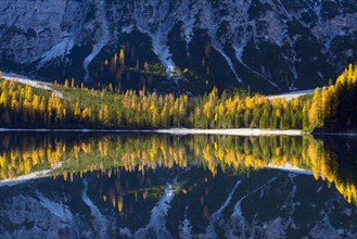 Mountainside with colorful larch trees reflecting in lake