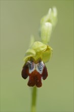 Brown sombre bee-orchid