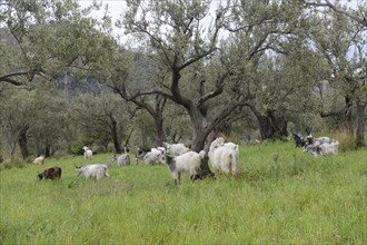 Herd of domestic goat