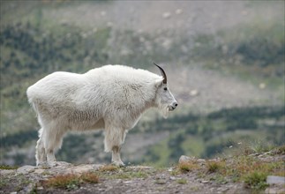 Mountain goat