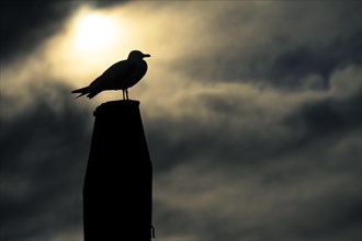 Seagull on pole in front of sun in backlight