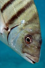 Close-up of head of large white seabream