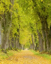 Lime Tree Avenue in Autumn