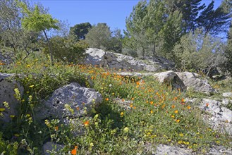 Flower meadow in Noto antica