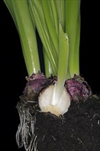 Half bulb and roots of hyacinths
