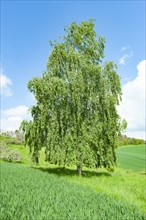 Warty birch