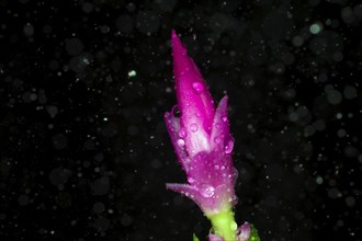 Red flower of a Schlumbergera with water drops and raindrops