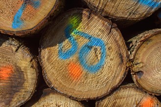 Firewood Stack with Colored Markers