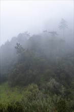 Green gorge with fog near Ribeiro Frio