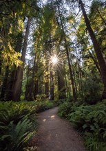 Hiking trail through forest with coast redwoods