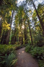 Hiking trail through forest with coastal sequoia trees