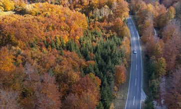 Autumnally coloured forest along the main road in Weissenbachtal