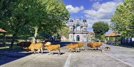 Cachena cows crossing a square in front of Santo Antonio Church