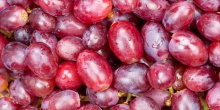 Red grapes grape grape fruit fruit background from above panorama