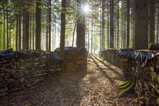 Coniferous forest and firewood stacks with morning sun