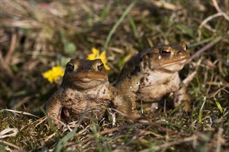 Common toad