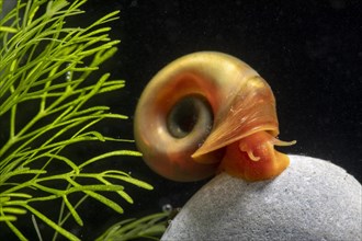 Red ramshorn snail