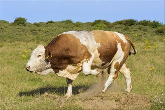 Cattle Bulle