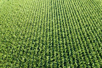 Maize field Maize field drone shot in Stuttgart