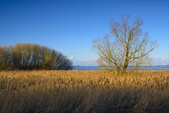 Winter landscape on the shore of Lake Duemmer