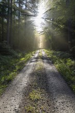 Forest road with sun and sunbeams in the morning