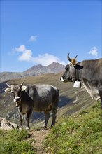 Cows on the alpine pasture in Rofental