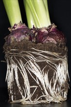 Roots of a hyacinth