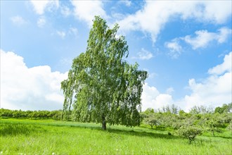 Warty birch