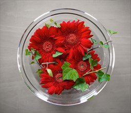 Table decoration with four red gerbera flowers in a shallow glass bowl from above