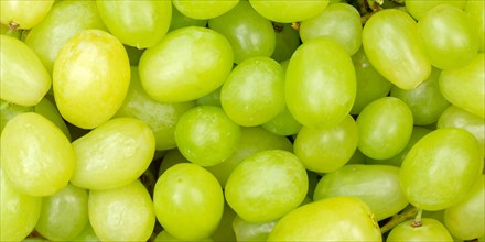 Green Grapes Grape Grape Fruit Fruit Background From Above Panorama