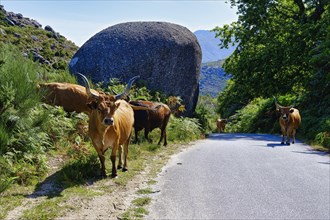Cachena Cows walking on a road