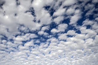 Cirrocumulus clouds in the sky