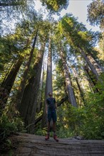 Young man standing on a fallen redwood