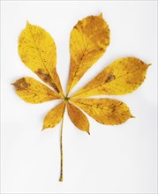 Autumn coloured chestnut leaf