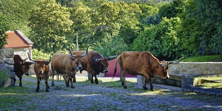 Cachena cows entering Santo Antonio Mixoes da Serra village