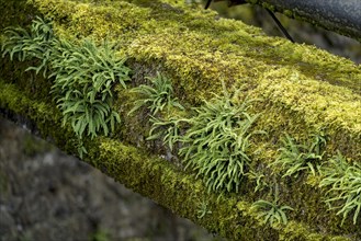 Concrete strut of an old bridge overgrown with moss and fern