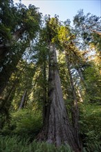 Coastal sequoia trees