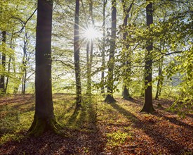 Beech forest in spring with morning sun