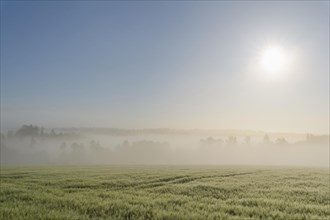 Barley field and countryside on morning with sun and haze