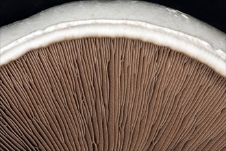 Close-up of the brown lamellae of a horse mushroom