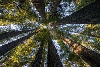 Coast redwoods