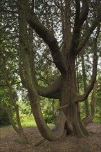 Trunk of a english yew