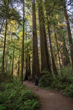 Hiker on trail through forest with coast redwoods