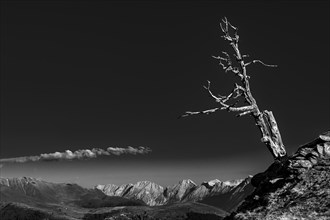 Old tree on a rocky edge with mountain landscape in the background