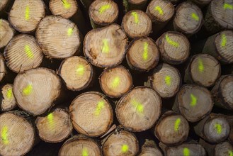 Firewood Stack with Colored Markers