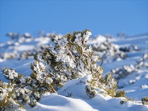 Snow-covered mountain pine