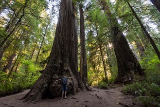 Young man hugging a redwood